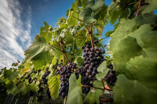 a bunch of grapes hanging on a vine at Hotel Edison Poznań Lotnisko Ławica in Baranowo