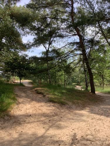 a dirt road in a forest with trees at 't Greefsch Geluck in Kalmthout