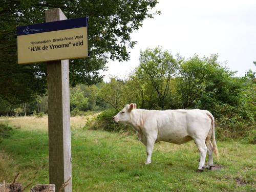 a cow standing in a field next to a sign at Mansion in Nijensleek with Sauna & Garden in Nijensleek