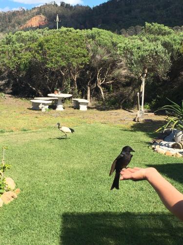 a bird standing on a persons hand in the grass at Baviaanshoek in Keurboomstrand