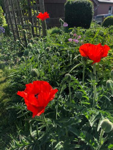 two red flowers are in a garden at Ruhige 1 Zimmerwohnung Souterrain in Bortfeld