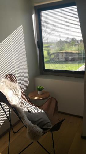 a bird sitting on a chair in a room with a window at Muntershof in Velzeke-Ruddershove
