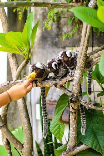 a person feeding a group of birds on a tree branch at Tropical Hostel in Pipa