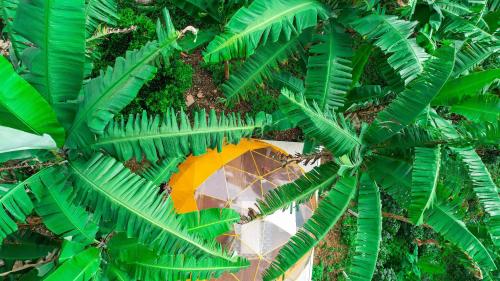 an overhead view of an umbrella in the jungle at Bajo el Cielo Glamping San Francisco in San Francisco