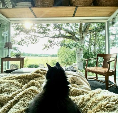a black cat sitting on a bed looking out a window at Lilla Lyngabo in Gullbrandstorp