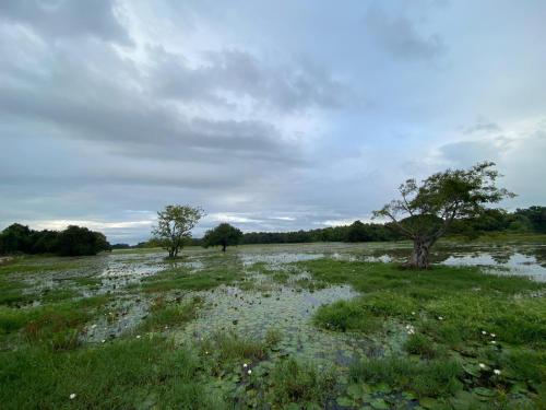 two trees in a field with water and grass at lake Edge Dambulla in Dambulla