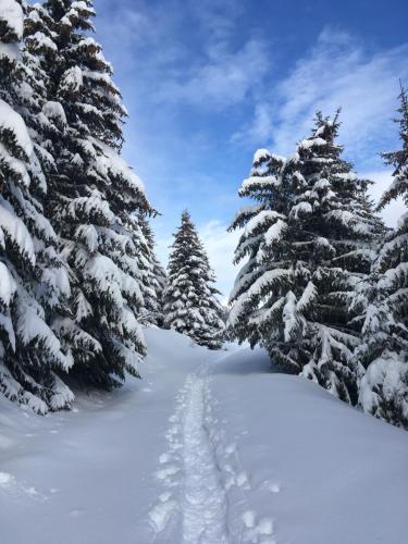 um grupo de árvores cobertas de neve com pegadas na neve em La Perle Des Alpes C2 em Villard-sur-Doron