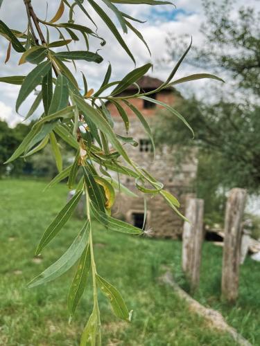 a close up of a tree in a field at Vintage tent at the Lovsin Estate in Metlika