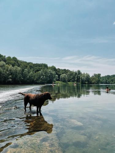 a dog standing in a body of water at Vintage tent at the Lovsin Estate in Metlika