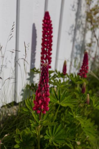 a group of red flowers in a garden at Cozy cabin with stunning view in Alstad
