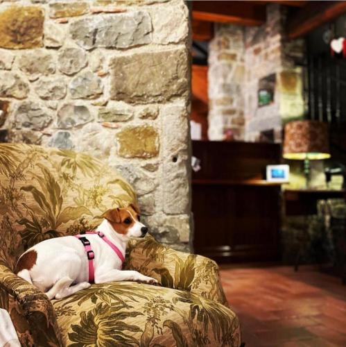 a brown and white dog laying on a couch at Agriturismo Clochiatti in Povoletto