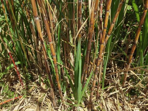 a group of bamboo plants in the grass at Campo Azul - Monteverde in Monteverde Costa Rica