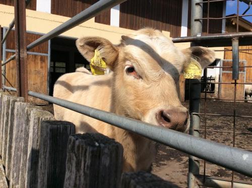 Animales en el agroturismo o alrededores
