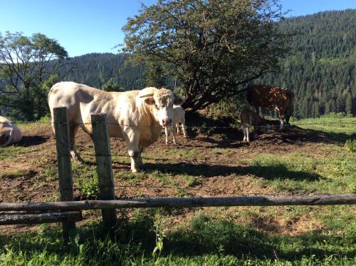 Animales en el agroturismo o alrededores