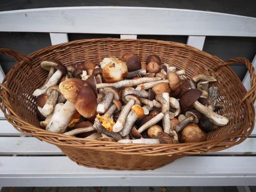 Gambar di galeri bagi Domki Między Drzewami di Bartoszylas
