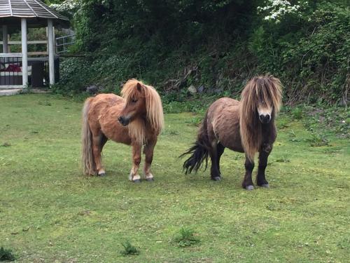 Tiere in diesem Bauernhof oder in der Nähe