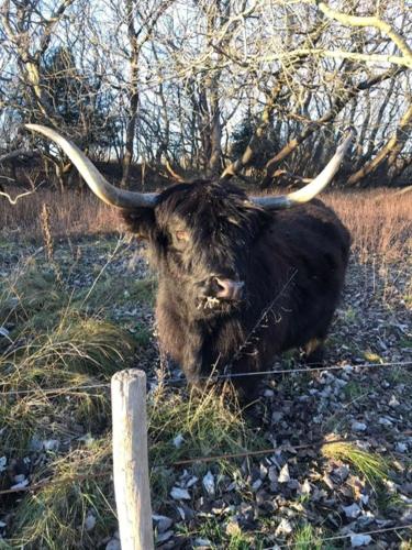 a bull with long horns laying in the grass at B&B Ereprijs in The Hague