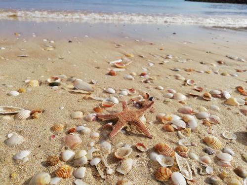 a starfish and shells on a sandy beach at Marreiro's house Algarve - Child friendy - Private Pool in Lagos