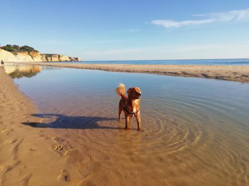 a dog standing in the water on the beach at Marreiro's house Algarve - Child friendy - Private Pool in Lagos