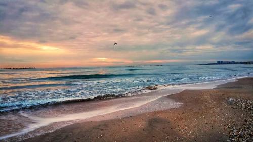 a bird flying over a beach with the ocean at Casa evelin 2mai in 2 Mai