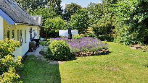 a garden with purple flowers next to a house at Rolsø Retreat in Knebel