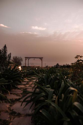a field of plants with a large structure in the distance at Calheta Glamping Pods - Nature Retreat in Calheta