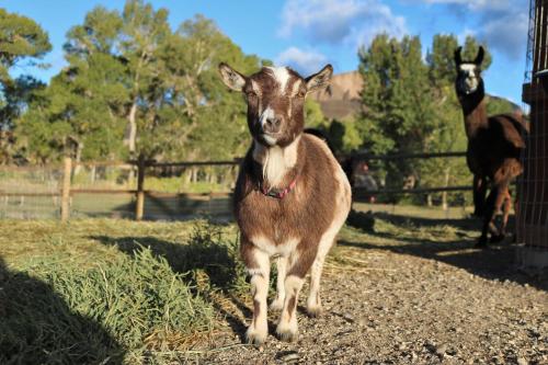 a baby goat standing on a dirt road at Eycat Lodging Company Guest House in Wapiti