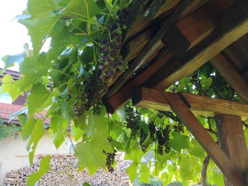a bunch of grapes hanging from a wooden ceiling at Winnica Spisz in Łapsze Niżne