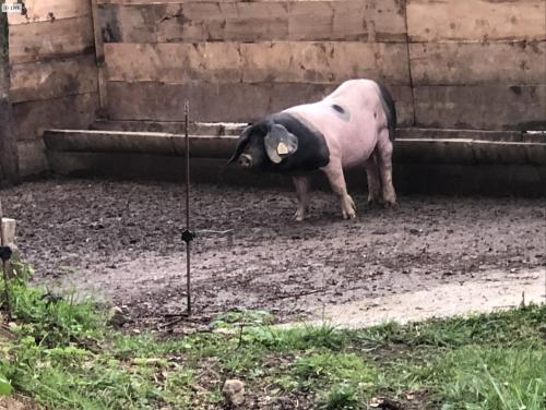 Animales en el hotel o alrededores
