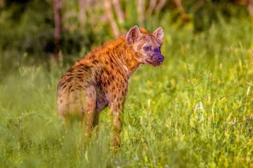 a hyena standing in a field of grass at AfriCamps at Mackers in Hazyview