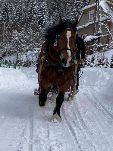 a horse is walking in the snow at Ciche Pole in Maniowy