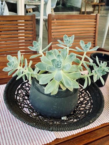 a potted plant sitting on top of a table at Cottonwood Guesthouse Oasis in Bloemfontein