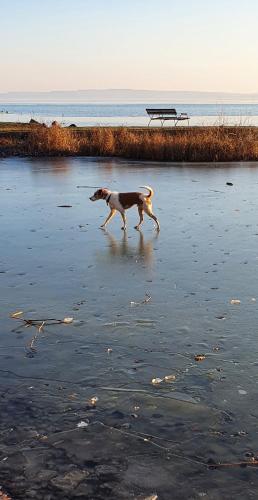 a dog walking in the water with a bench in the background at Marina Apartment by Dora in Keszthely
