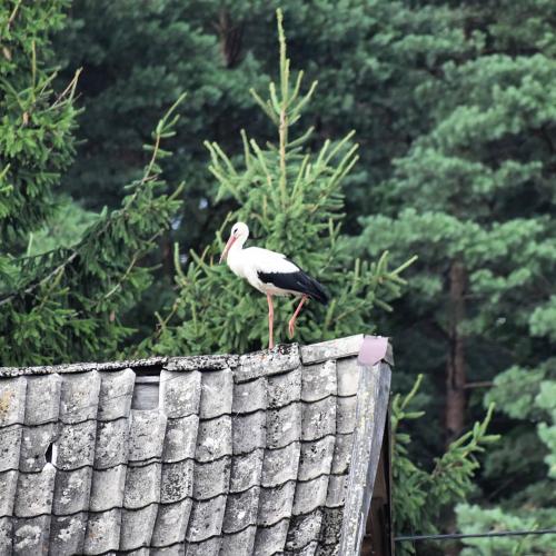 a bird standing on top of a roof at Willa Bobrowa Dolina in Wójtostwo