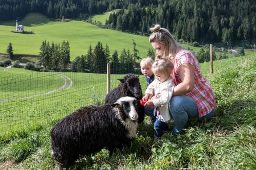 Animaux dans la ferme ou à proximité