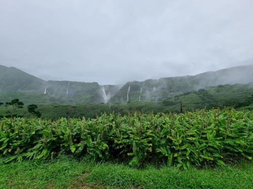 a field of tobacco plants with mountains in the background at Spot Milasmar in Faja Grande