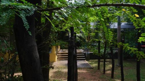 a group of trees with stairs in the background at Mind Body and Soul in Dambulla