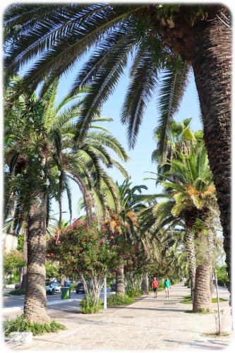 a row of palm trees on a sidewalk at La Retara Affittacamere in San Benedetto del Tronto