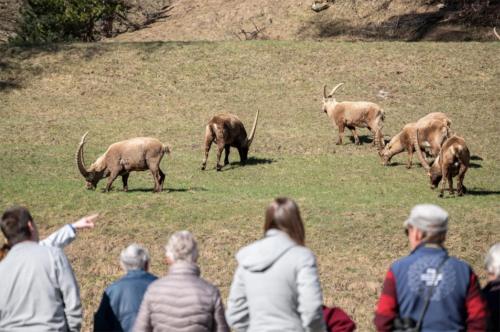 アパートメントの敷地内または近くにいる動物