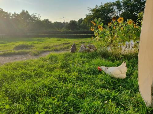 un grupo de pollos sentados en el césped en Eifel Glück, en Hürtgenwald