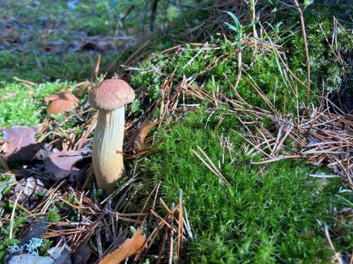 a mushroom sitting on the ground in the grass at Apartament z Jaskółką piętro- duży 90 m2 plus taras in Smołdzino