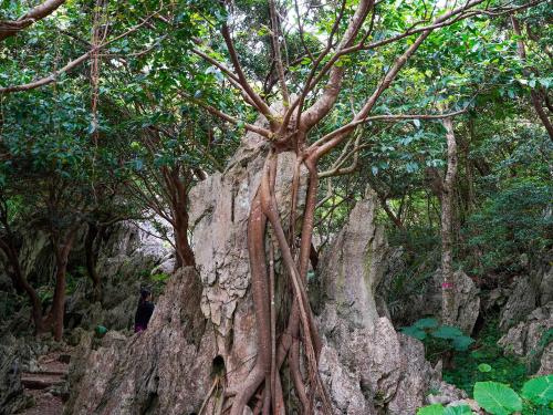 a tree growing on top of a rock formation at irregular INN Nakijin in Nakijin
