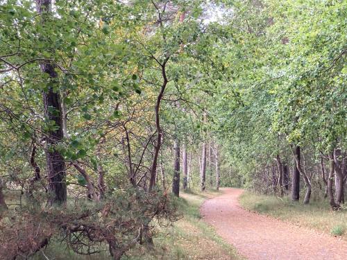 a dirt road through a forest with trees at Stallet på Skårby in Ystad