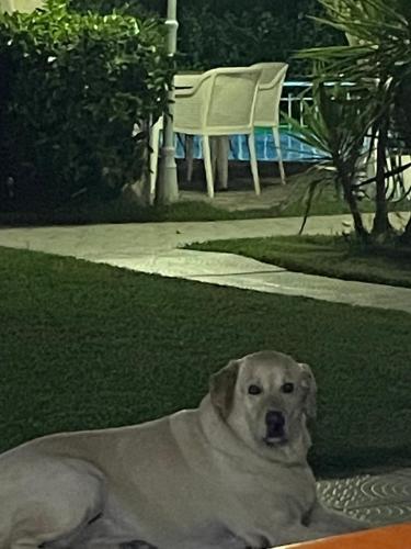 a dog laying on the grass in a yard at BELKA GOLF RESİDENCE Deluxe apt Poolside BELEK in Belek