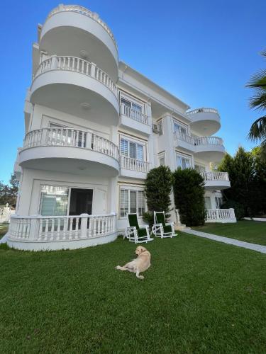 a dog sitting in the grass in front of a house at BELKA GOLF RESİDENCE Deluxe apt Poolside BELEK in Belek