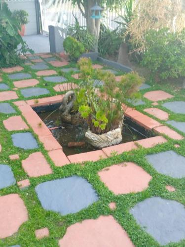 a garden with a pond with a frog in it at Mitchell's Guesthouse in Parow