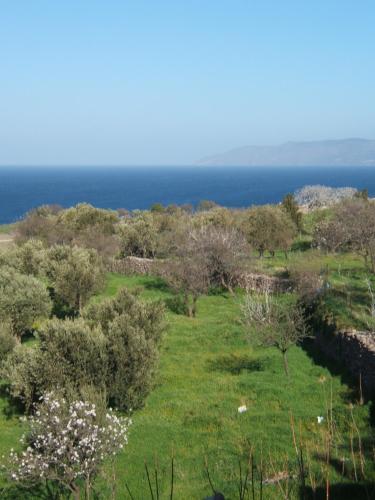 a field with trees and the ocean in the background at Eleana Residence in Mithymna