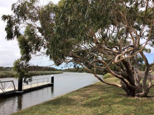 a tree next to a river with a bridge at Riverside holidays by readyset in Venus Bay