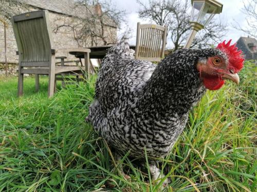 a chicken standing in the grass next to a chair at Le Temps Serein in Vabre-Tizac