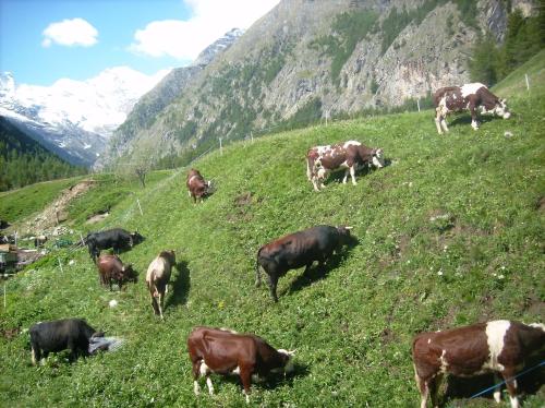a herd of cows grazing on a grassy hill at La Ferme du Grand Paradis in Cogne